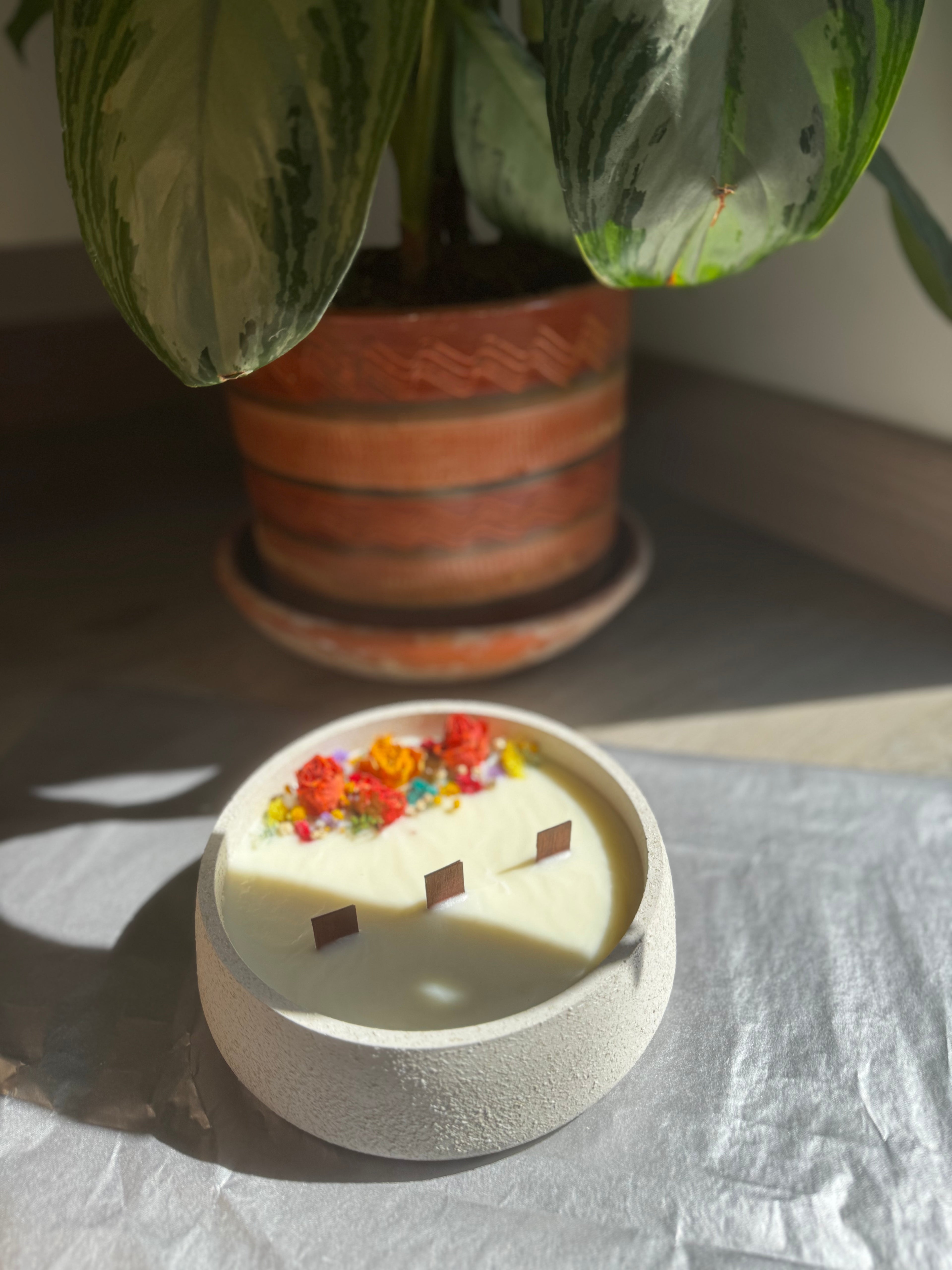 Jardín Preservado Circular Grande